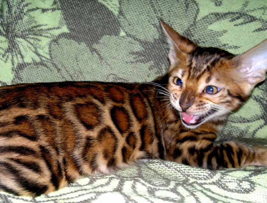 Ексклюзивний BENn24 червоний бенгальський хлопчик