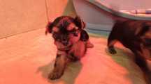 Yorkshire terrier machinho