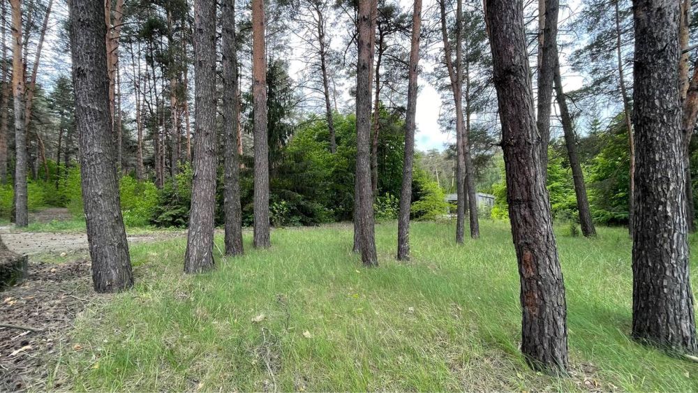 Продаж ділянки з сосновим лісом та виходом до річки Стугна та Дніпро