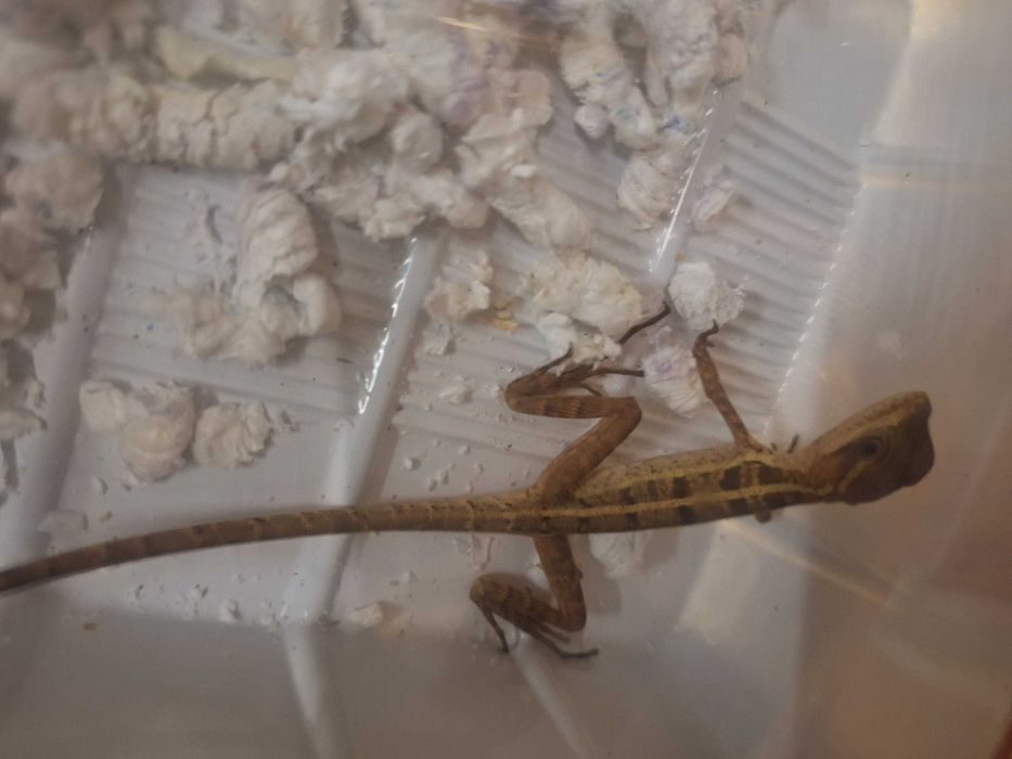 Bazyliszek pręgowany wymagania podobne jak agama błotna