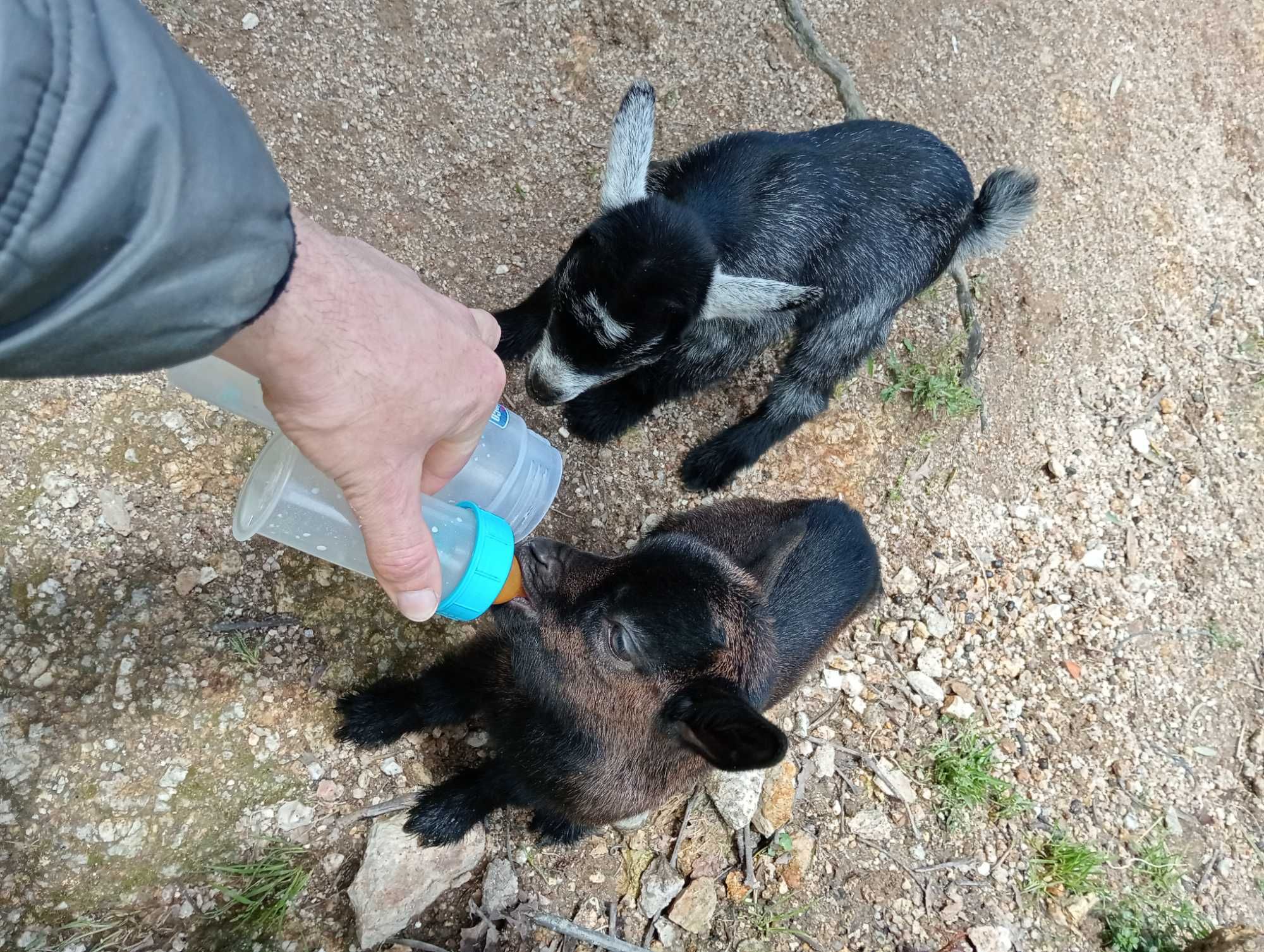 Cabras anãs/israelitas
