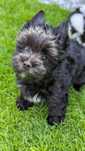 Yorkshire terrier pieski z rodowodem