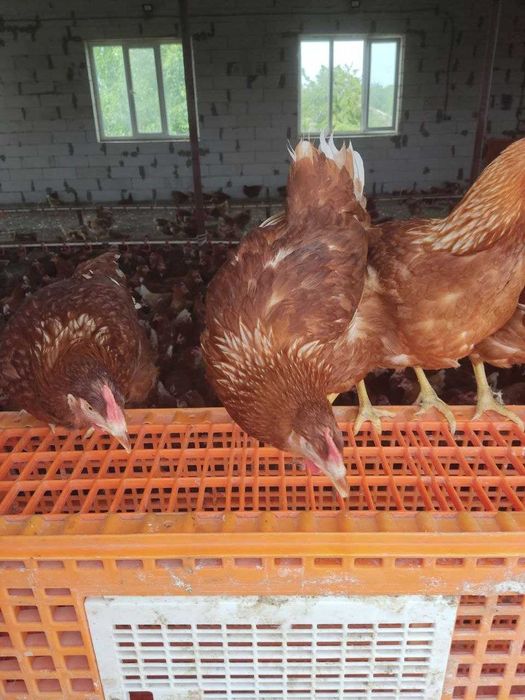 Кури Несучки Сенді Ломан Браун Леггорн Домінант Нікополь!