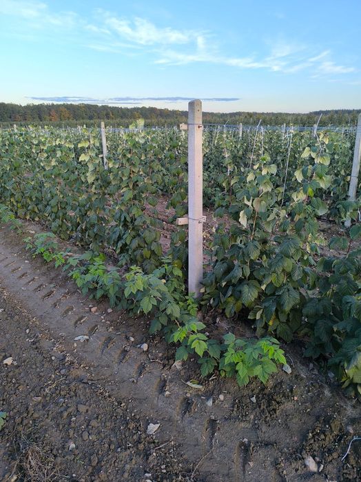 Sadzonki malin Glen Ample