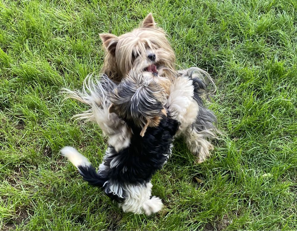 - Yorkshire  Terrier - biewer