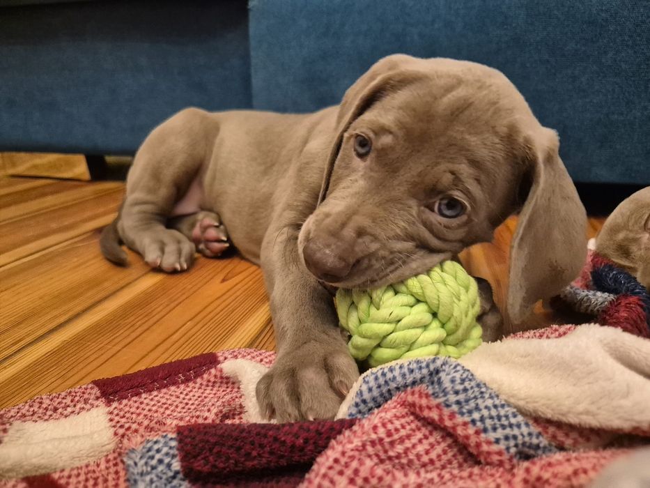 Samiec Szczenię wyżła weimarskiego krótkowłosego