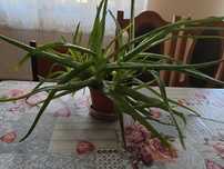 Aloes  duża roślina