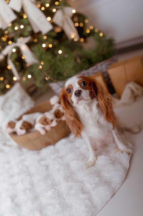 Cavalier King Charles Spaniel