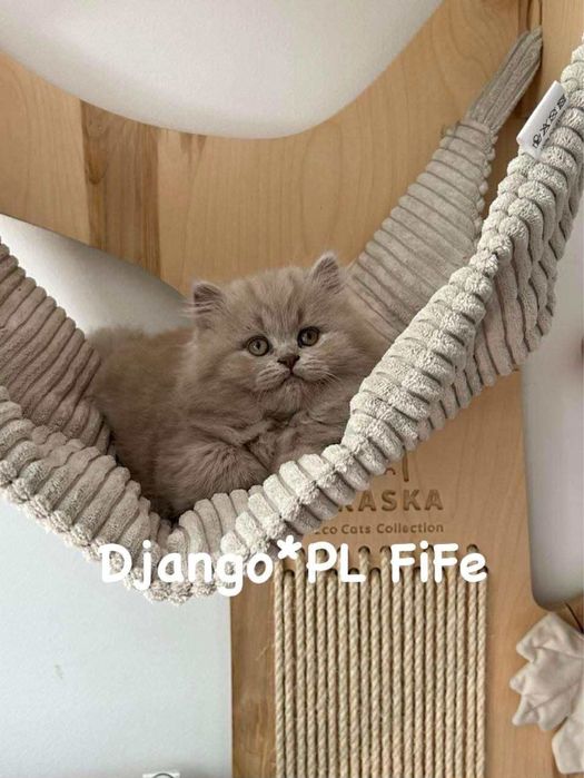 Czystej rasy kocurek brytyjski liliowy długowłosy  po utyt.  przodkach