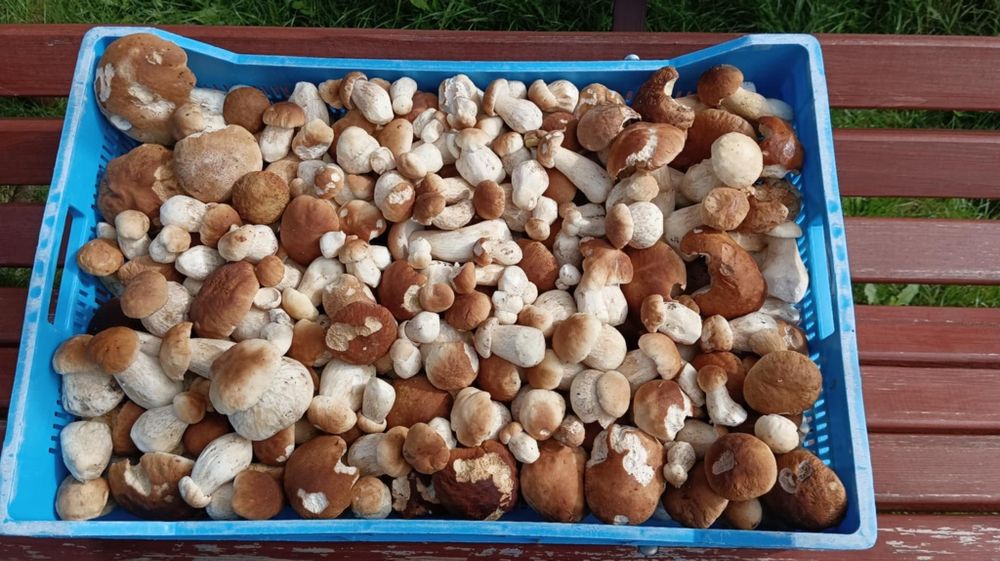 Świeże prawdziwki zbiór 27.09.2025 10 kg