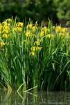 Planta aquática: Iris amarelo