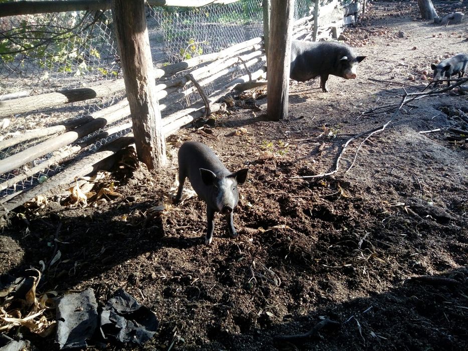 Продам свині без ГМО