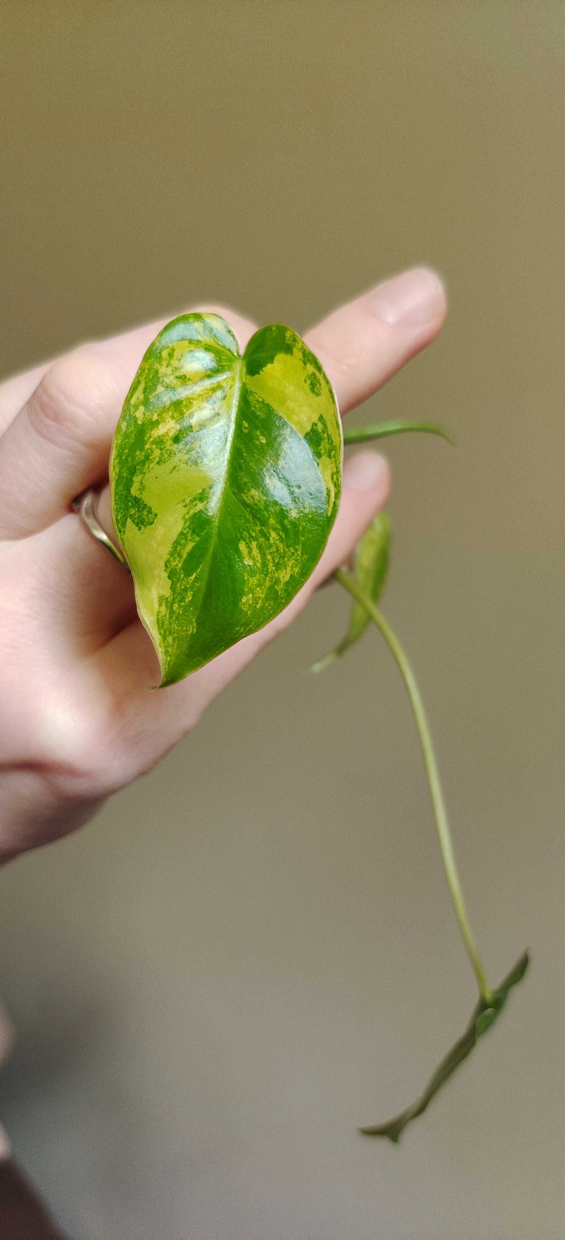 Philodendron Burle Marx variegata