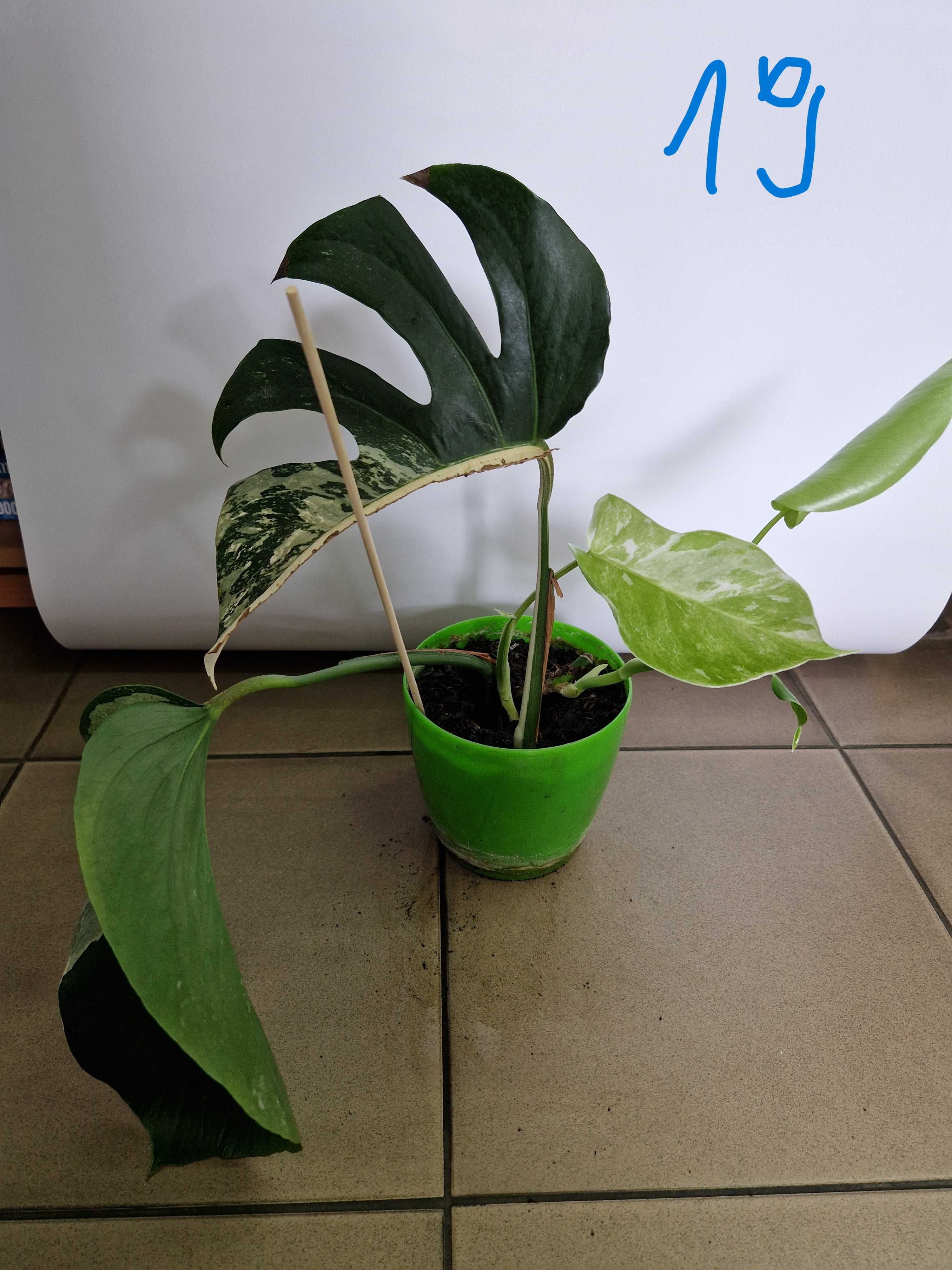 Monstera variegata