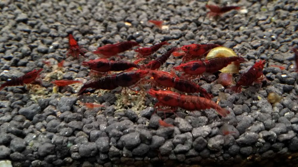 Krewetki Bloody Mary Warszawa metro Racławicka super jakość!