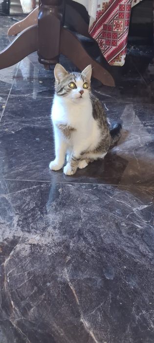 Віддам Безкоштовно кошеня Хлопчик