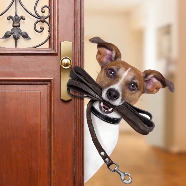 Pet Sitter (Cuidador de Animais)