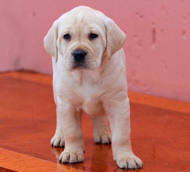 Продаются щенки лабрадора-ретривера с документами