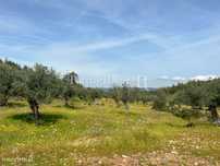 Herdade de 47,7ha com eucaliptal