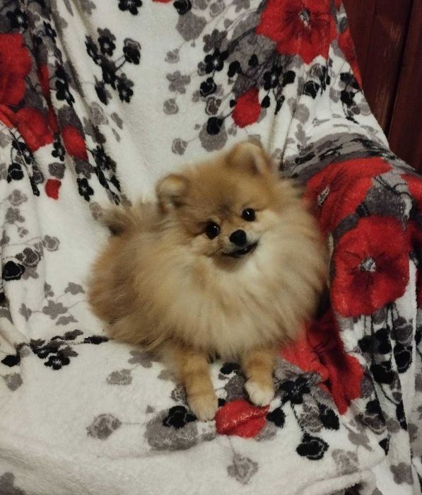 Хлопчик померанського шпіца