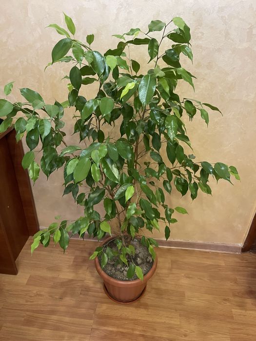 Вазон фікус, невибагливий та дуже гарний