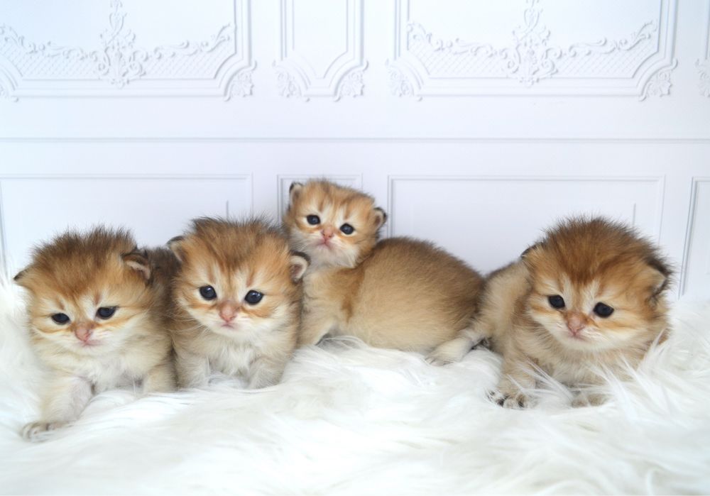 Британские котята золотая шиншилла/британські котята золота шиншила
