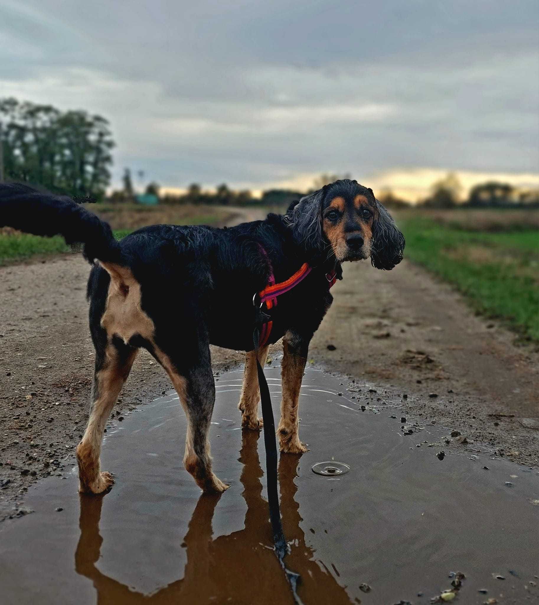 Nela szuka domu, suczka, cocker spaniel