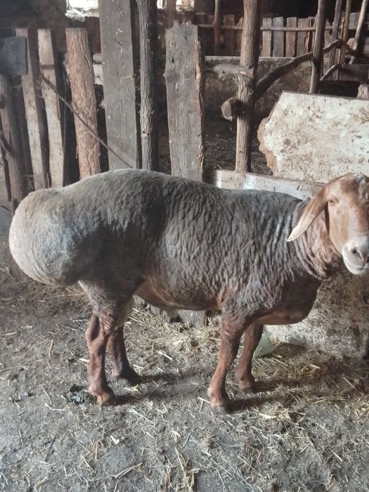 Продаж або обмін.