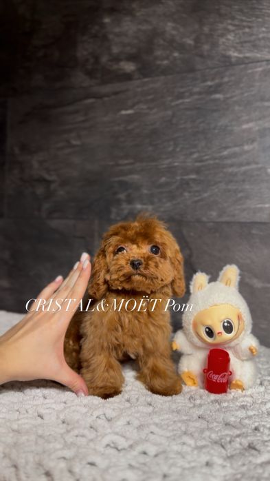 Мальчик Кавапу(мальтипу) Китай.Микро размер(до2,5кг).Редбраун,бебифейс