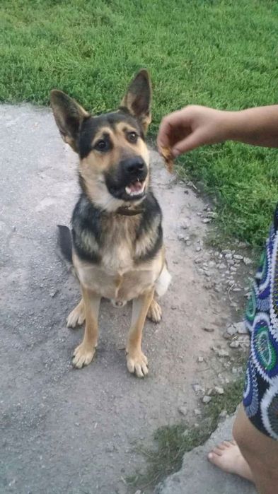 Молодий Пес шукає Дівчину для В'язки Нечистокровний  Німець +Алабай
