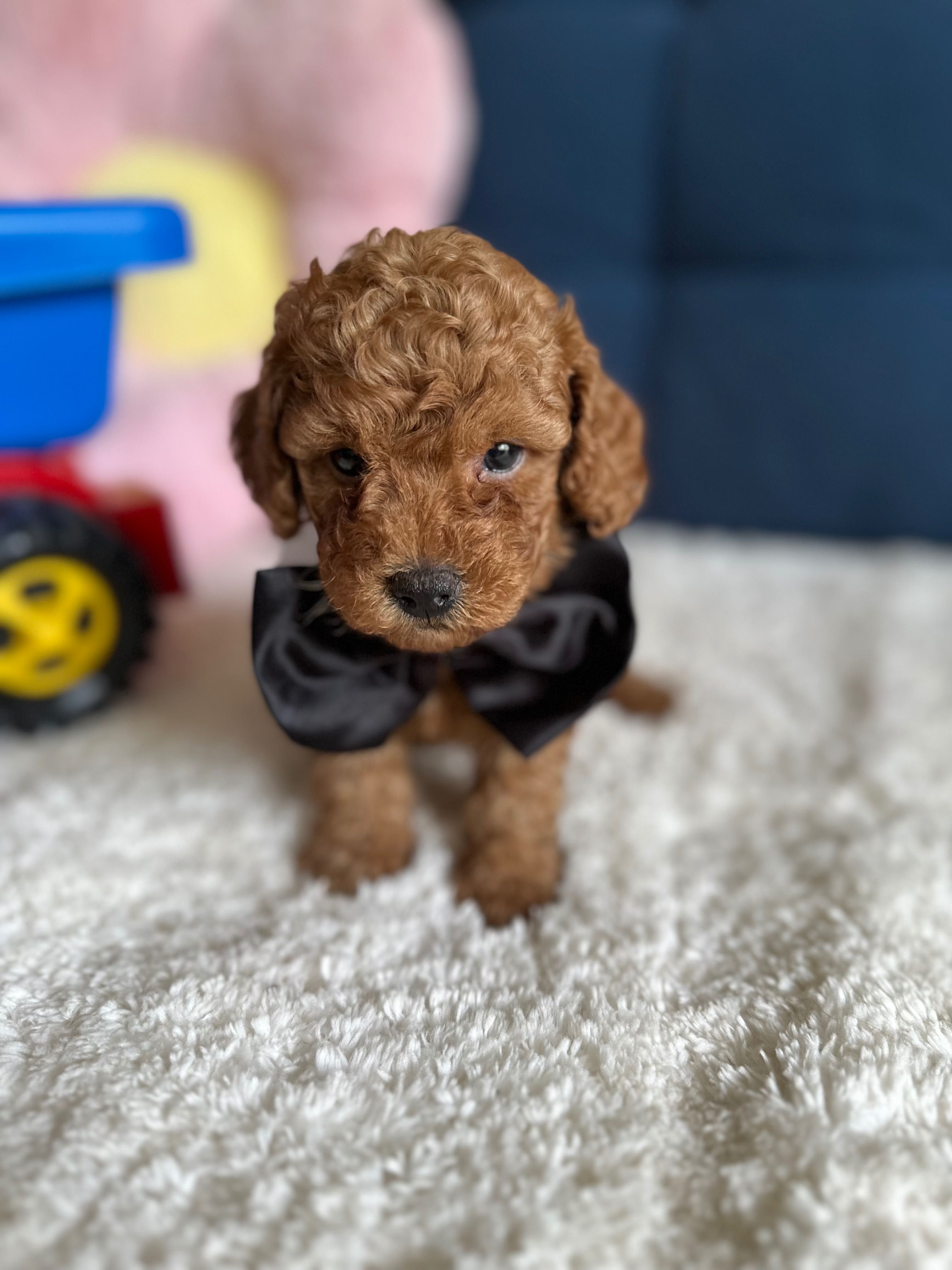 Cudowny Piesek Malitpoo F1b!