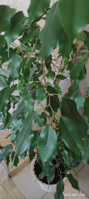 Фикус Бенджамина
