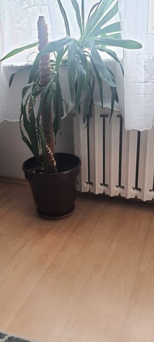 Kwiat doniczkowy yuka