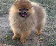 Pomeranian orange szpic miniaturowy piesek z rodowodem
