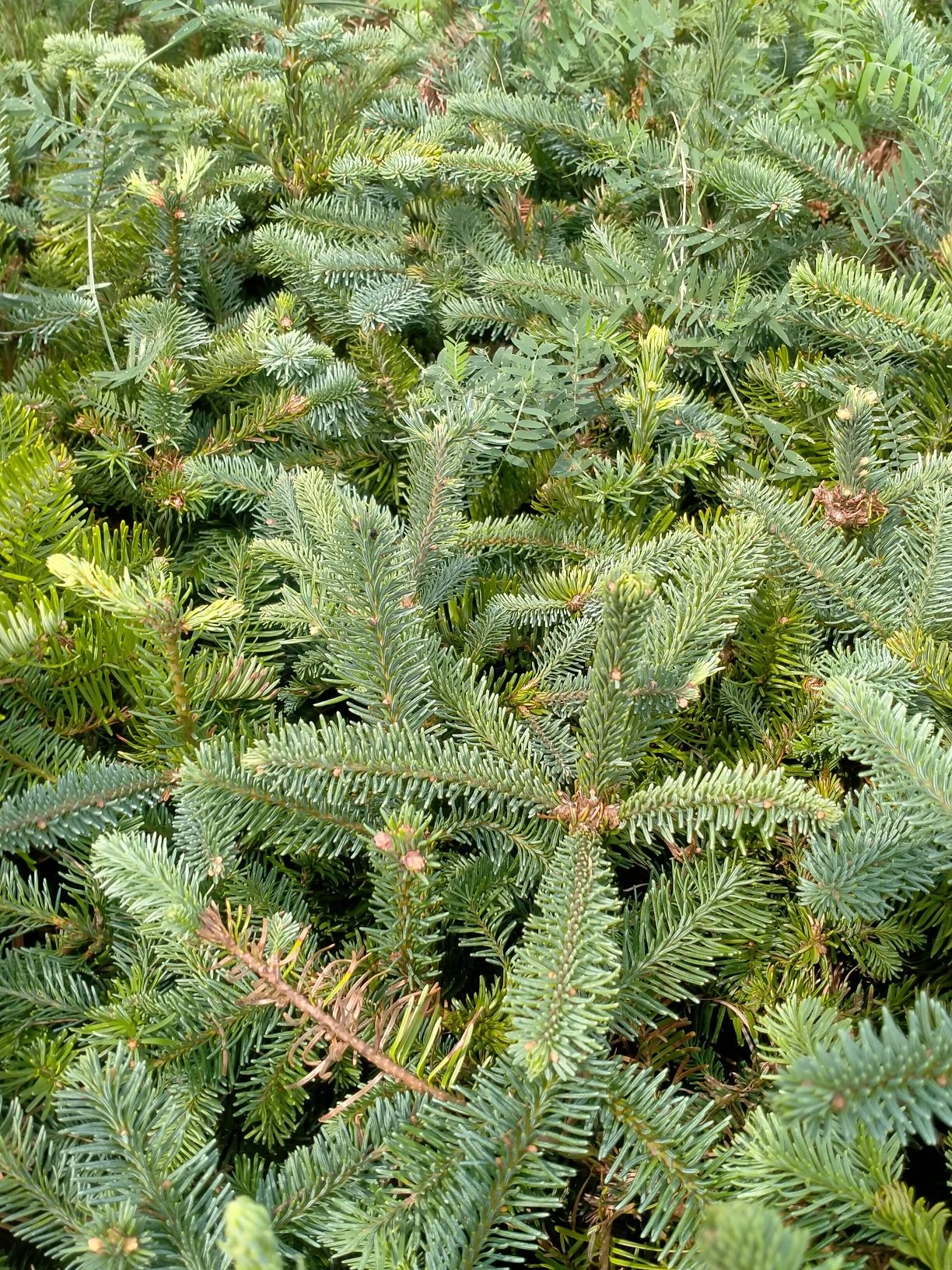Jodła szlachetna abies nobilis
