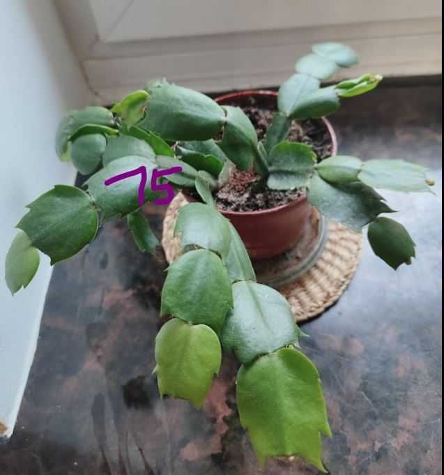 Reo meksykańskie, hoya, wilkomlecz, sansevieria, aloes, skrzydłokwiat
