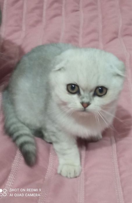 Шиншила-котик