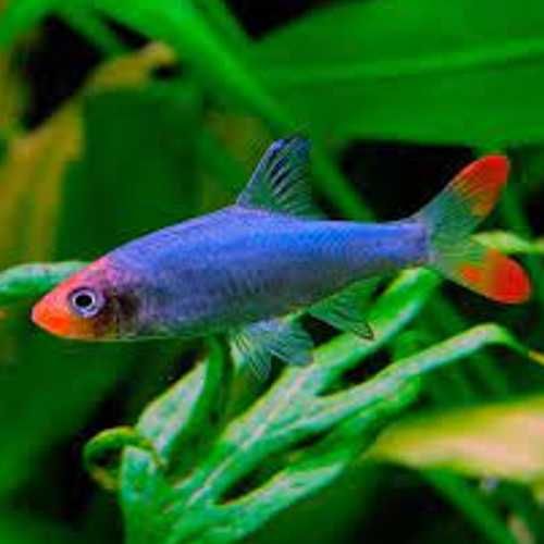 Ukleja naga - Sawbwa resplendens - Razbora - Rasbora - dowóz, wysyłka