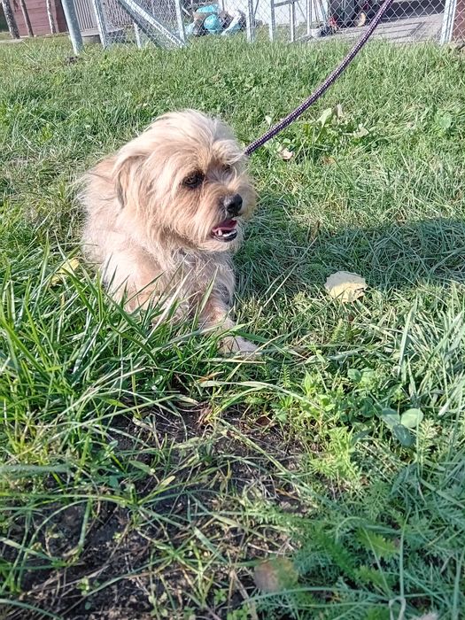 Teddy cudny psiak do adopcji