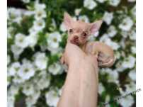 Chihuahua piękny piesek o cudownym umaszczeniu  gotowy do odbioru