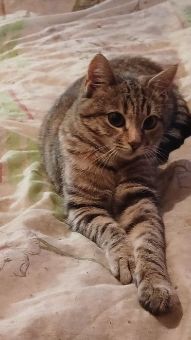 Отдам бесплатно котят