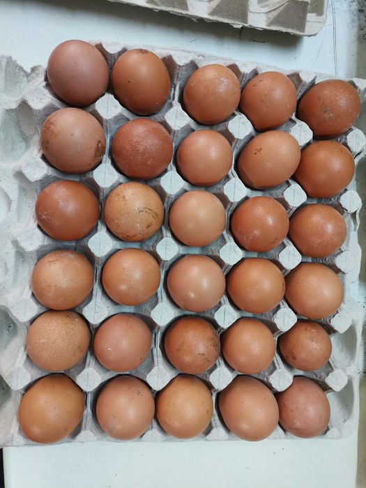 JAJA kremowe, brązowe , Wolny wybieg, Ściółkowe,Klatkowe z dowozem do