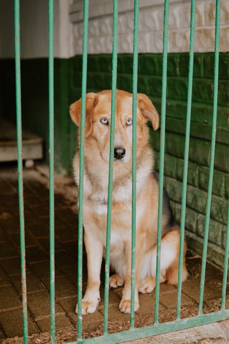 Przezimuj bezdomnego pieska!