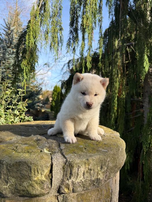 Szczeniaczki shiba Inu FCI