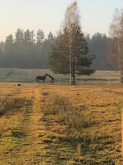 Sprzedam koński obornik