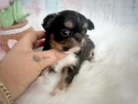 ***Śliczna długowłosa dziewczynka chihuahua tri color***