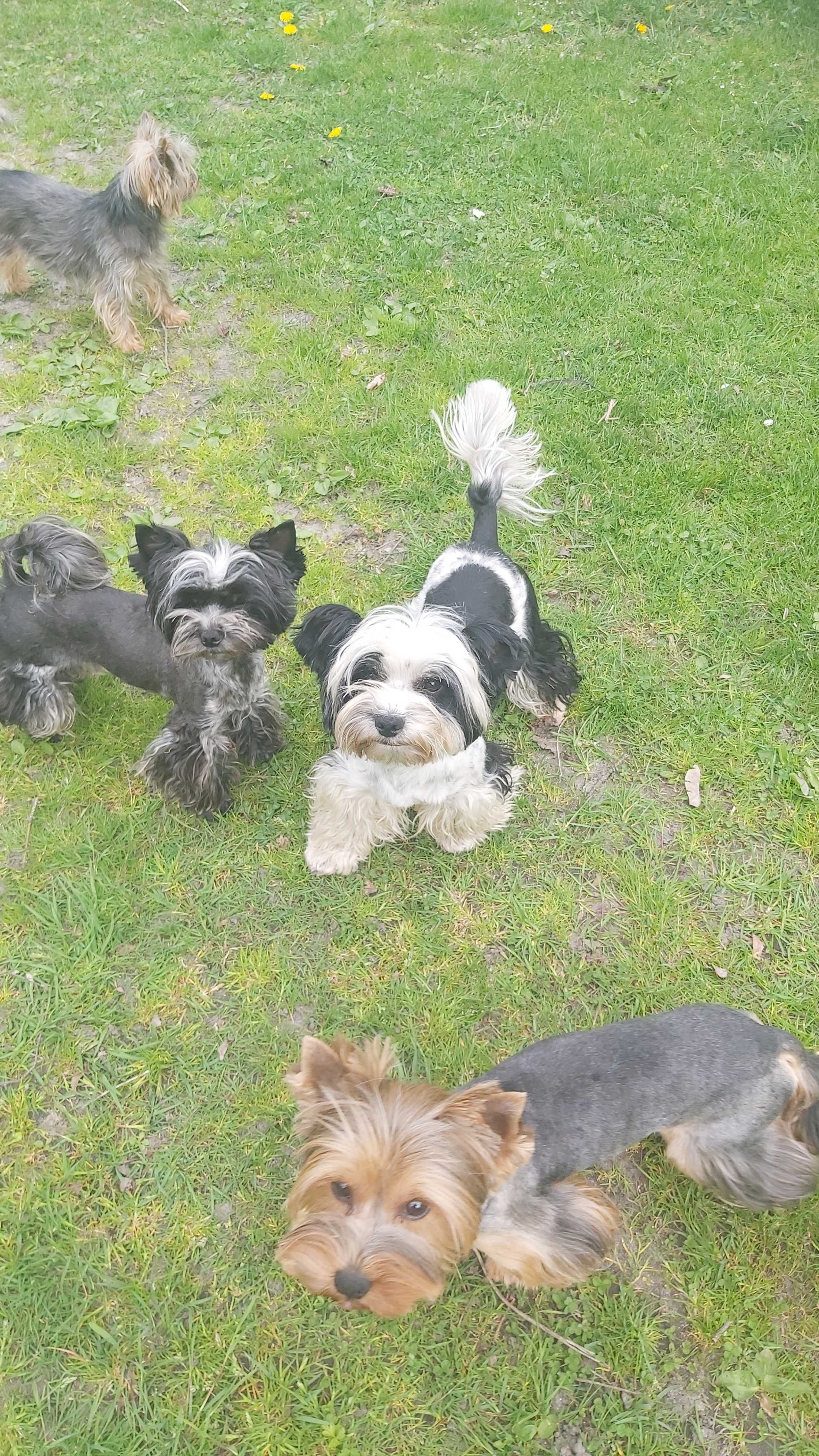 Yorkshire terrier chłopak Torin