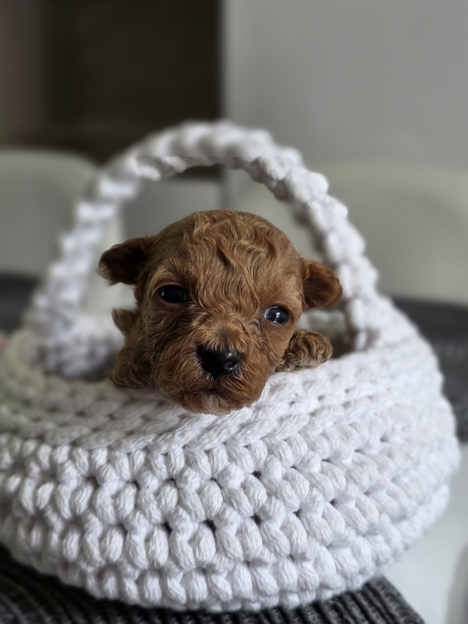 Maltipoo **Urocza**Sunia Do Rezerwacji**