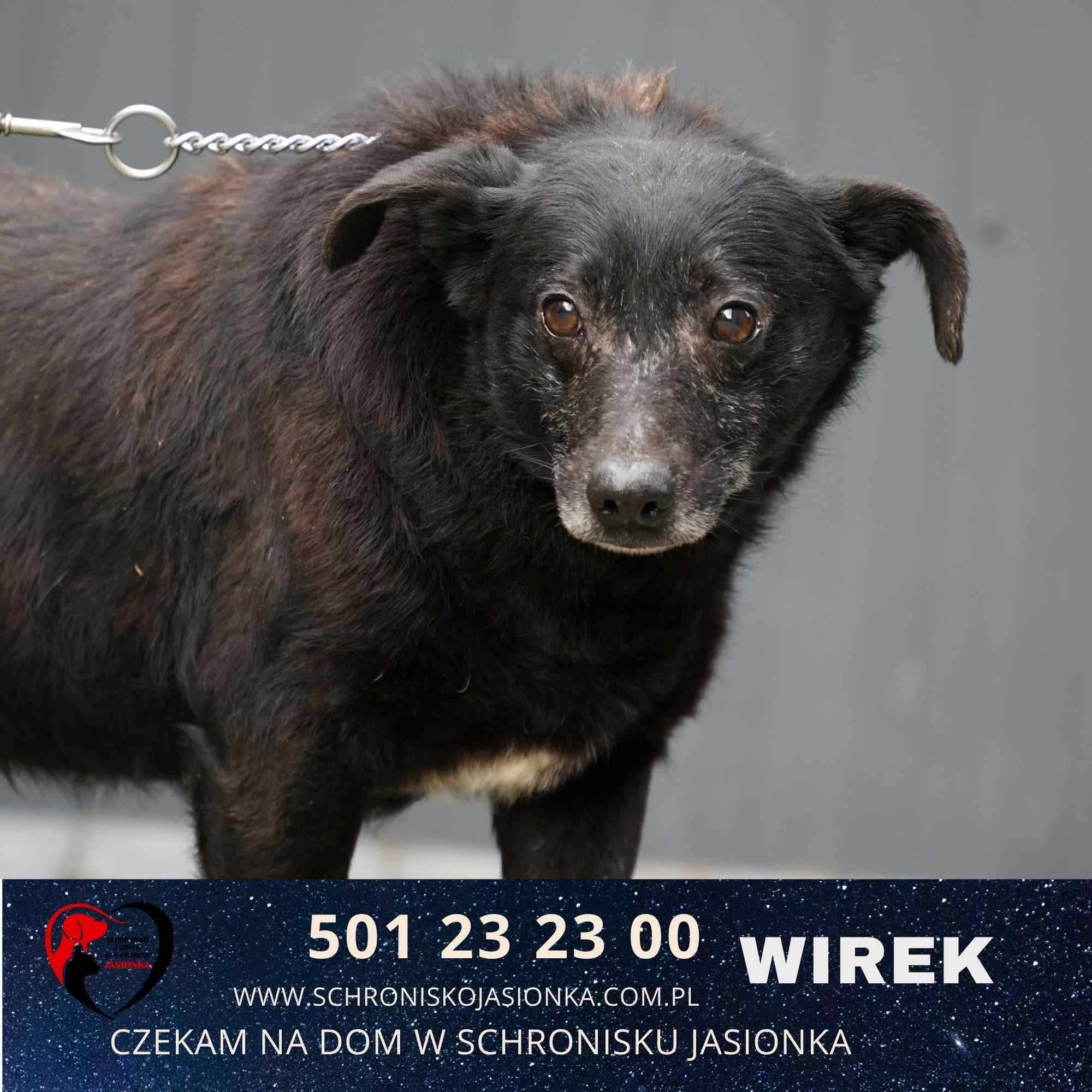 Wirek-do adopcji schronisko Jasionka