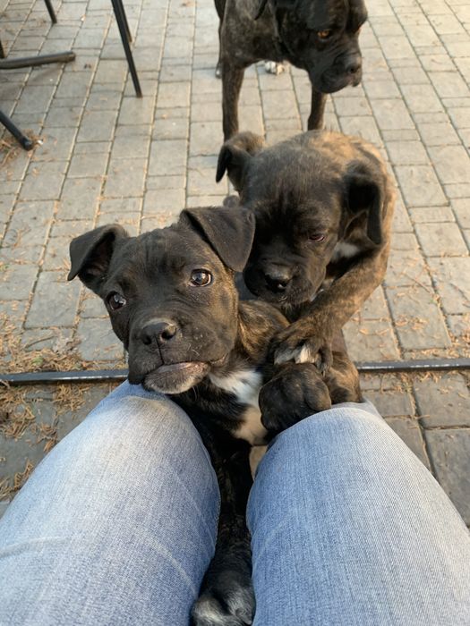 Щенята. КАНЕ КОРСО. Щеплені